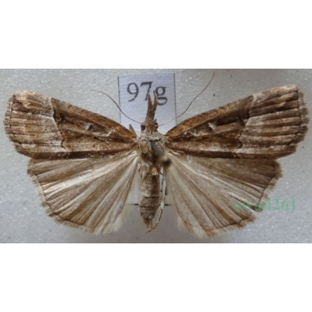 Hypena rostralis (Linnaeus, 1758) Rozszczepka nosatka Slovakia97g